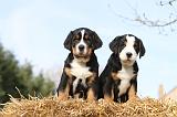 GRAND BOUVIER SUISSE 003